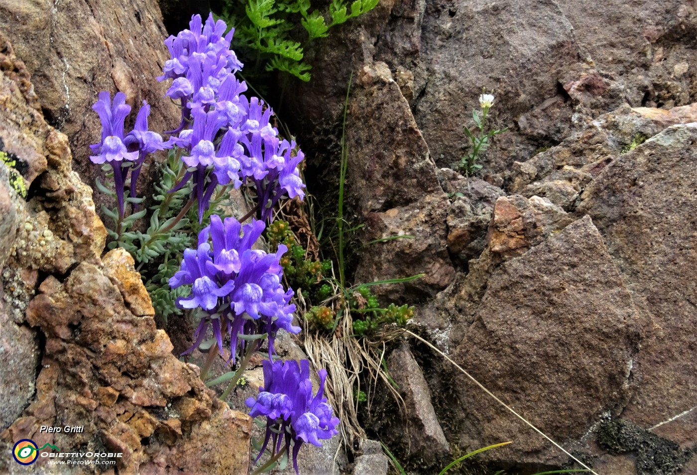 75 Bellissimi fiori di Linaiola alpina (Linaria alpina) nella roccia.JPG